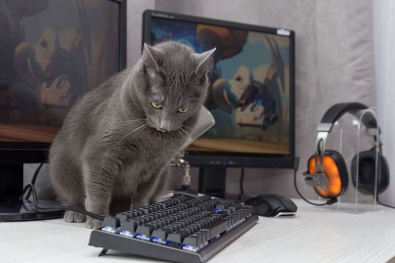 cat-looking-at-keyboard