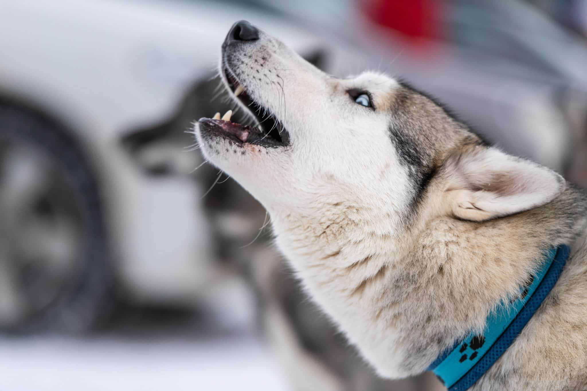 Genetic distance from wolves affects family dogs’ reactions towards howls